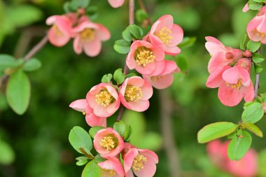Bahçedeki meyve ağacında açan güzel pembe çiçekler.