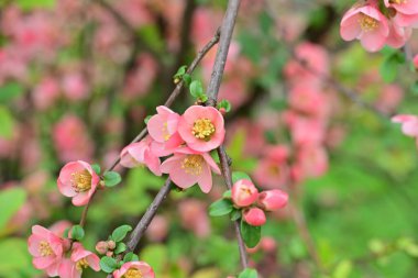 Bahçedeki meyve ağacında açan güzel pembe çiçekler.