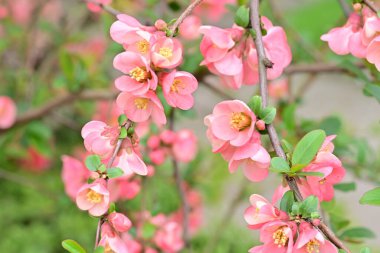 Bahçedeki meyve ağacında açan güzel pembe çiçekler.