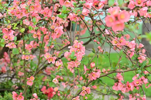 Bahçedeki meyve ağacında açan güzel pembe çiçekler.