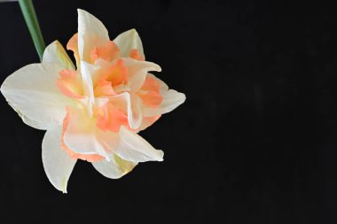 Narcissus ilkbahar çiçeği siyah arkaplanda yakın görünüm 