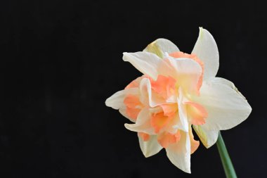 Narcissus ilkbahar çiçeği siyah arkaplanda yakın görünüm 