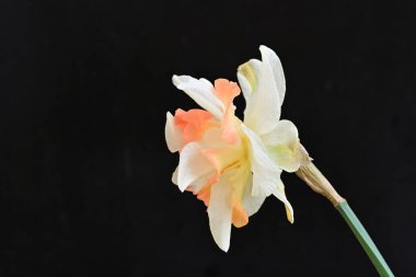 Narcissus ilkbahar çiçeği siyah arkaplanda yakın görünüm 