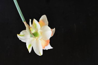 Narcissus ilkbahar çiçeği siyah arkaplanda yakın görünüm 