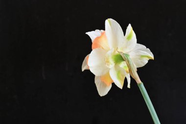 Narcissus ilkbahar çiçeği siyah arkaplanda yakın görünüm 