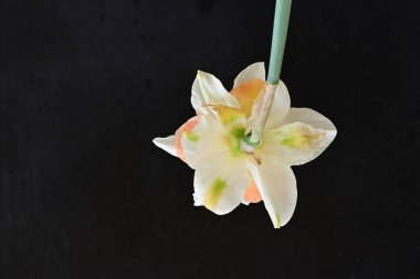 Narcissus ilkbahar çiçeği siyah arkaplanda yakın görünüm 