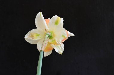 Narcissus ilkbahar çiçeği siyah arkaplanda yakın görünüm 