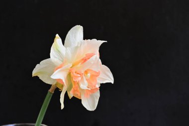 Narcissus ilkbahar çiçeği siyah arkaplanda yakın görünüm 