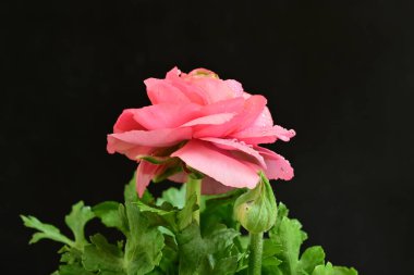 Güzel pembe çalılar siyah arka planda 