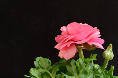 Güzel pembe çalılar siyah arka planda 