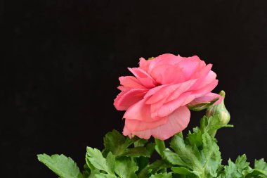 Güzel pembe çalılar siyah arka planda 