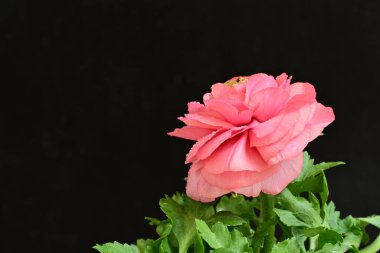 Güzel pembe çalılar siyah arka planda 