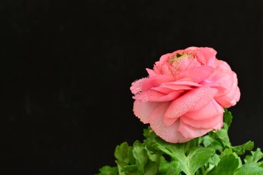 Güzel pembe çalılar siyah arka planda 