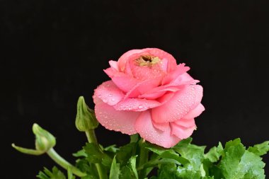 Güzel pembe çalılar siyah arka planda 