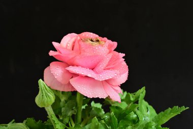 Güzel pembe çalılar siyah arka planda 