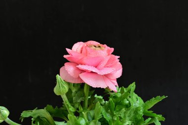 Güzel pembe çalılar siyah arka planda 