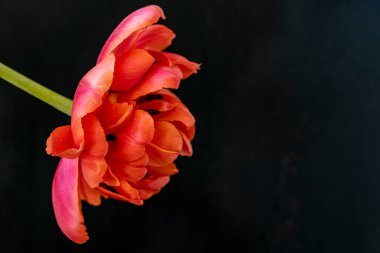 Karanlık arka planda güzel ranunculus