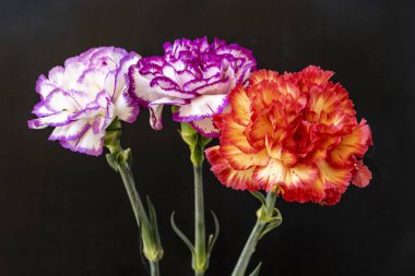 Koyu arka planda güzel karanfil çiçekleri