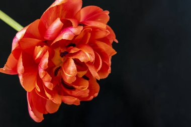 Siyah zemin üzerinde güzel bir lale. Yakın plan. 