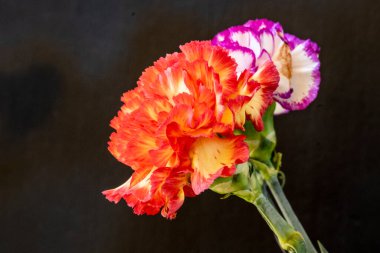 Koyu arka planda güzel karanfil çiçekleri