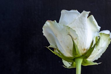 Koyu arkaplanda güzel bir gül, yaz konsepti, yakın görüş 