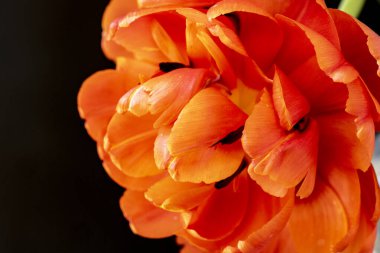 Siyah zemin üzerinde güzel bir lale. Yakın plan. 