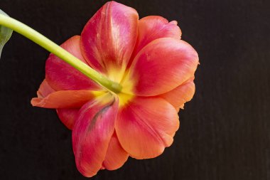 Karanlık arka planda güzel ranunculus