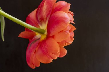 Karanlık arka planda güzel ranunculus