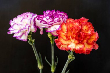 Koyu arka planda güzel karanfil çiçekleri