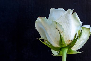 Koyu arkaplanda güzel bir gül çiçeği                        