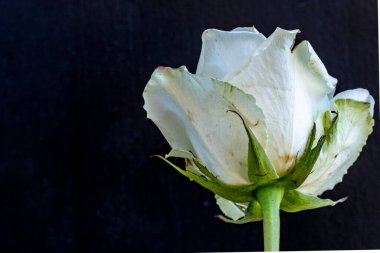 Koyu arkaplanda güzel bir gül çiçeği                        