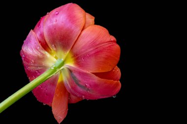 Siyah arka planda güzel pembe çiçekler