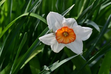 Narcissus ilkbahar çiçeği bahçeye yakın görünüm 