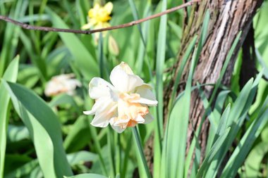 Narcissus ilkbahar çiçeği bahçeye yakın görünüm 