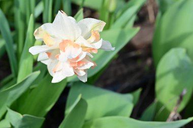 Bahçede büyüyen güzel beyaz çiçekler