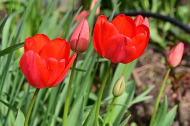 bahçede büyüyen kırmızı lale