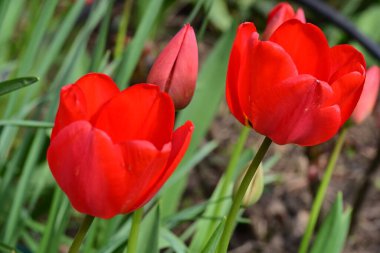bahçede büyüyen kırmızı lale