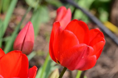 bahçede büyüyen kırmızı lale
