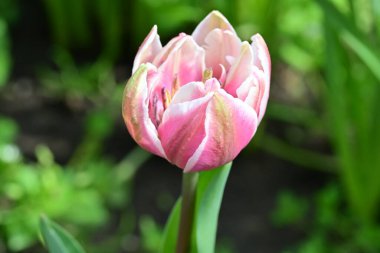 Bahçedeki güzel bahar lalesi