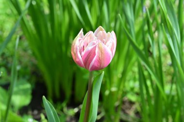 Bahar bahçesinde pembe lale