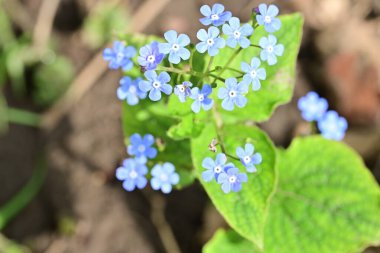 Bahçedeki küçük güzel mavi çiçekler, unutma beni.