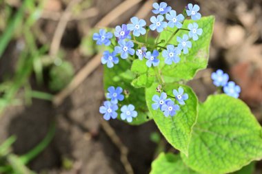 Bahçedeki küçük güzel mavi çiçekler, unutma beni.