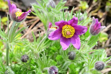 bahçede büyüyen güzel pembe çiçekler