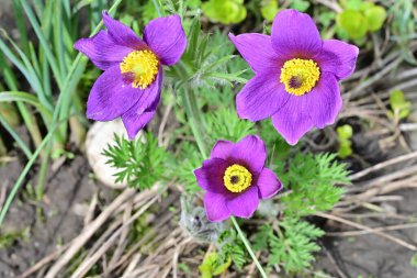 Bahçedeki güzel mor çiçeklerin yakın görüntüsü