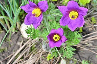 Bahçedeki güzel mor çiçeklerin yakın görüntüsü
