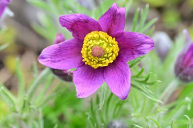 Bahçedeki güzel mor çiçeklerin yakın görüntüsü