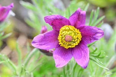 Bahçedeki güzel mor çiçeklerin yakın görüntüsü