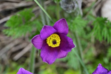 Bahçedeki güzel mor çiçeklerin yakın görüntüsü