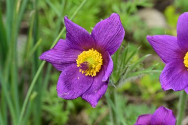 Bahçedeki güzel mor çiçeklerin yakın görüntüsü