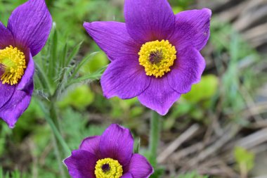 Bahçedeki güzel mor çiçeklerin yakın görüntüsü